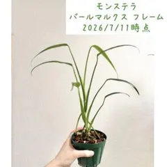 モンステラ バールマルクス フレーム（鉢付き）のサムネイル