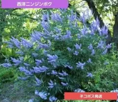 セイヨウニンジンボク 実生苗 2本メルカリ便発送‼️のサムネイル