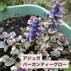 2025年最新】アジュガ 苗の人気アイテム - メルカリ