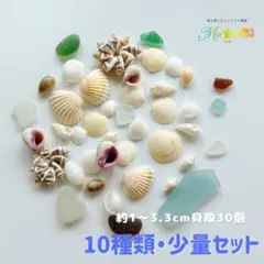 貝殻セット　少量　夏休み　自由研究　工作　美術　　製作　天然素材　海　夏
