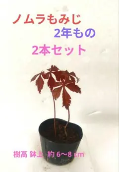 2026年最新】ノムラもみじの人気アイテム - メルカリ
