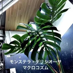 2026年最新】モンステラマクロコズムの人気アイテム - メルカリ