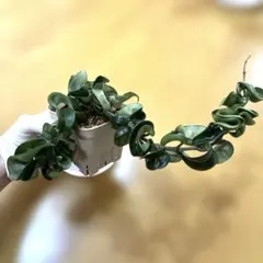 ホヤ コンパクタ 観葉植物