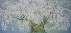 中島千波 【坪井の枝垂櫻】 リトグラフ - メルカリ