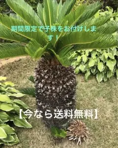 2026年最新】蘇鉄 ソテツの人気アイテム - メルカリ