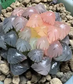 ニ*ケ様 多肉植物 ハオルチア 琥珀オブツーサ錦 鮮明錦 - メルカリ