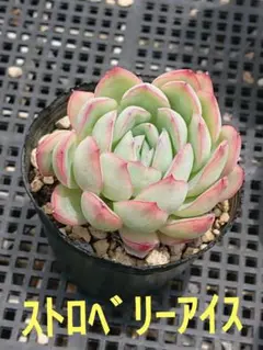 ❣️ラズベリーアイス❣️現品 エケベリア 寄せ植え 多肉弁当 多肉植物