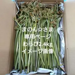 まのん☆さま専用ページ　わらび2.4kg