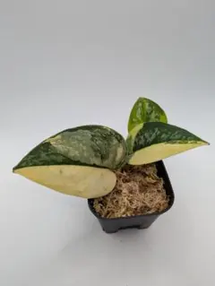 【hirary様専用】