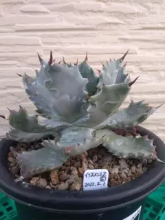 2026年最新】イシスメンシスの人気アイテム - メルカリ