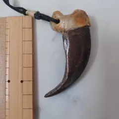 2026年最新】ヒグマ爪の人気アイテム - メルカリ