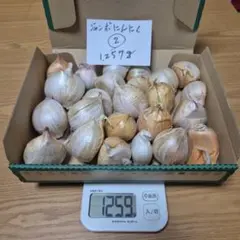 訳あり☆種用ジャンボにんにくバラ　箱別23キロ　愛知県産　栽培期間中農薬不使用 特価！B級品 訳あり R7年新潟県産 ジャンボニンニク バラ 1.2kg