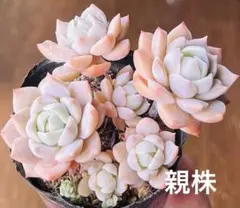 多肉植物　プロリフィカ×シンフォロサナム　カット苗❤️のサムネイル