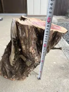 2026年最新】カイヅカイブキの人気アイテム - メルカリ