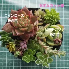 2025年最新】ローズセダムの人気アイテム - メルカリ