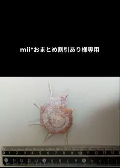 mii*おまとめ割引あり様専用