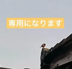 kumaccoさま専用になります