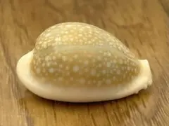 貝殻標本 オウサマダカラガイ - メルカリ