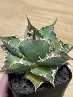 ジェレミー産 Hidden Agave ホリダ×(クリスティニー×ポタトラム