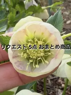 ひ*た様 廣岡大志 まとめ売り 7点 - メルカリ