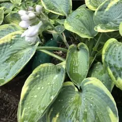 3】中型種 ギボウシ / ホスタ フォビドゥンフルーツ 1芽 - メルカリ
