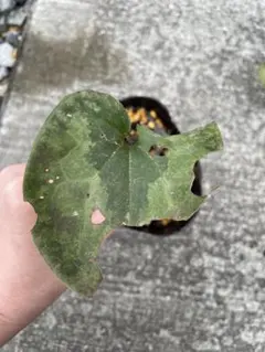 山野草 斑入り サンカヨウ 5号鉢植え - メルカリ