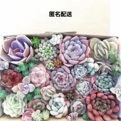 多肉植物 カット苗 詰め合わせ 【63】