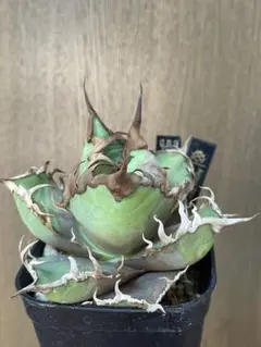 美株❗️ アガベ　チタノタ　シーザー　タグ付き❗️【50】 アガベ チタノタ シーザー 子株 YAKUZA Seasar ヤクザシーザー