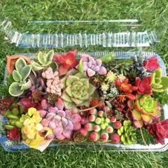 多肉植物寄せ植えセット　こちらで最終！