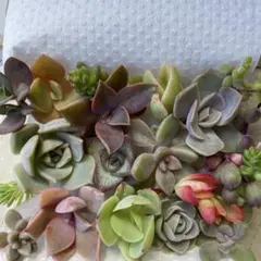 多肉植物とセダムのカット苗　詰め合わせ