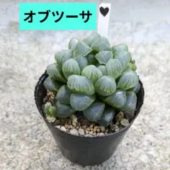 ハセ様 リクエスト 2点 まとめ商品【速達】