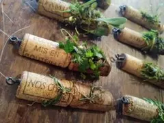 [定形外郵便] 着生植物 コルク 3点セット ホヤ ディスキディア