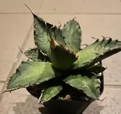 Michi Michi　チタノタ　海王　発根済子株　シーザーlizeセット Michi Michi様専用 チタノタ 海王 発根済子株 シーザーlizeセット