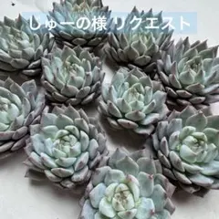 じゅーの様 リクエスト 5点 まとめ商品