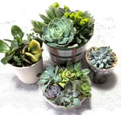 多肉植物 寄せ植え そのまま飾れる(*ˊᵕˋ*)੭ ੈココット陶器鉢白No.1