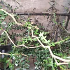 2026年最新】オペルクリカリア 斑入りの人気アイテム - メルカリ