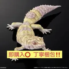いきもの大図鑑アドバンス レオパードゲッコー ベルアルビノ