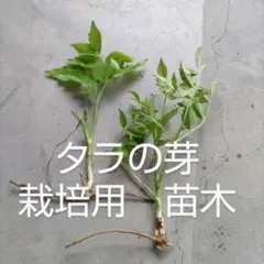 2026年最新】タラの芽種根の人気アイテム - メルカリ