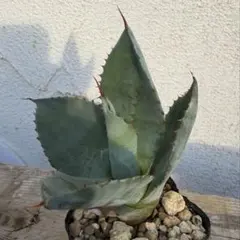 アガベ mania 2026年最新】アガベ シーマニアナの人気アイテム - メルカリ