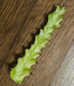 METAL MAX 800様 リクエスト 2点 まとめ商品