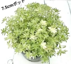 2026年最新】寄せ植え植物の人気アイテム - メルカリ