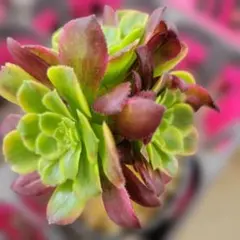 アエオニウム 魅金ローズ 群生 多肉植物 - メルカリ
