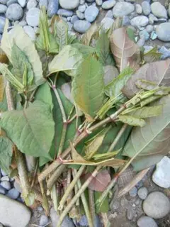 説明書付き　イタドリ苗⑩　いたどり　すっきり健康維持のお茶などに！　 匿名配送