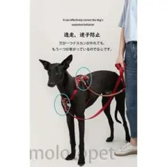 犬用　ハーネス リード セット　レッド/サイズM