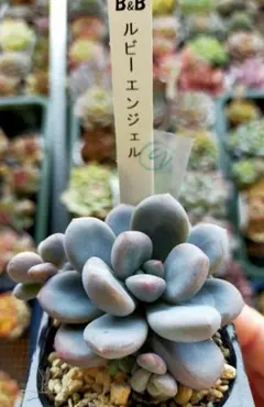 てん様専用、②ルビーエンジェル　土付き発送　ぼのぼの、速達郵便