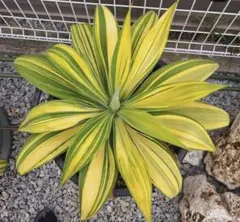 2026年最新】アガベ アテナータ 翡翠盤の人気アイテム - メルカリ