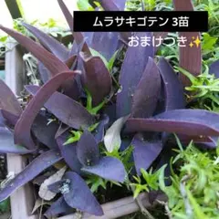 No.3【ボリュームセット♪】ムラサキオモト♥️ No.3【ボリュームセット♪】ムラサキオモト♥️ - メルカリ