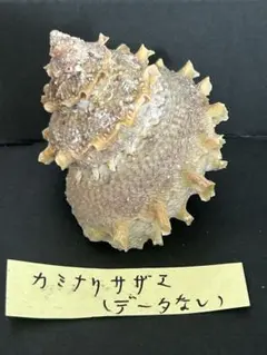 カミナリサザエ　Bolma girgyllus-Reeve(1861) 貝殻