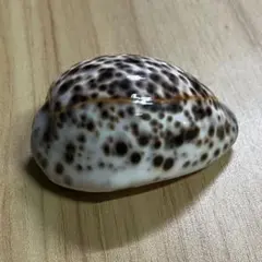 2025年最新】ホシダカラの人気アイテム - メルカリ