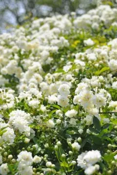 （みゅう様用）ネコポス　白モッコウバラ　挿し穂　20本